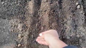 Сажаю овощи в теплице