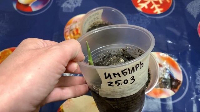 Сажаем имбирь