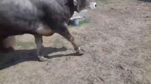 Бык швиц 1,7 года