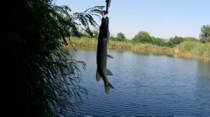 В погоне за щукой. Неизвестные места Волгоградской области. Ловим хищника в +40°