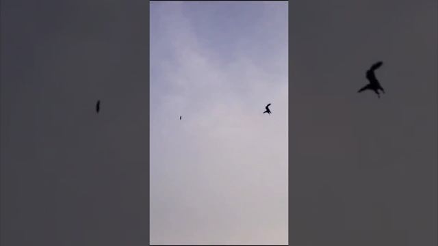 Strange videos never seen before and modern technology #Animal's #Animal #kuwait #india #nepal смотреть онлайн