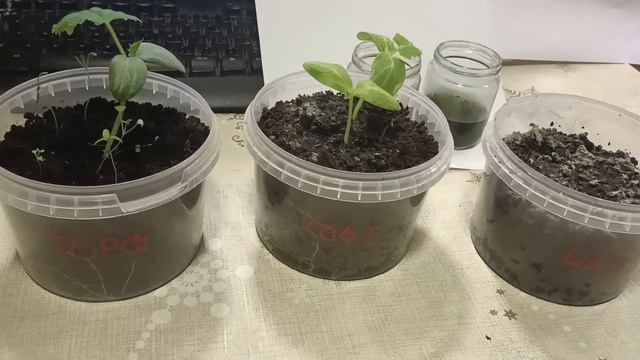 Влияние спитого чая и кофе на рост. Итоги! смотреть онлайн