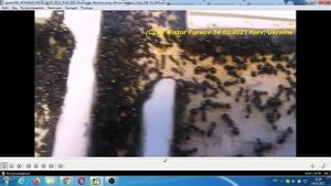 Муравьи в Формикарии - Что Едят? Муравьи Myrmica bergi, Messor barbarus, и Camponotus fellah