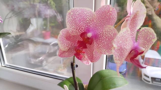 Фаленопсис "Сезам" (Phal. Sezam) домашнее цветение смотреть онлайн