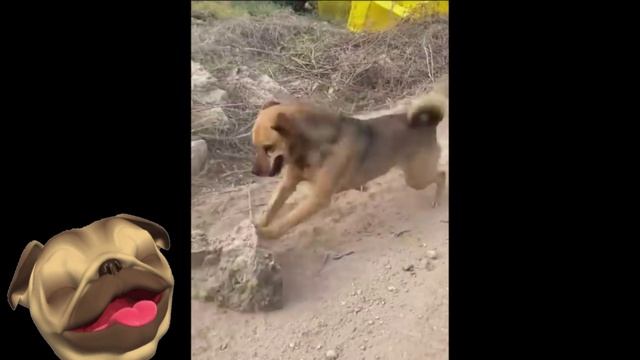 Смешные животные видео до слез. Смешные видео про животных рутуб. Смешные видео про животных рутуб. Алиса включи смешные видео про животных. Смешные видео про животных рутуб.