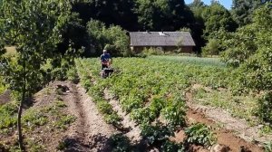 Окучивание.  Мотоблок   с дополнительными впереди  колесами