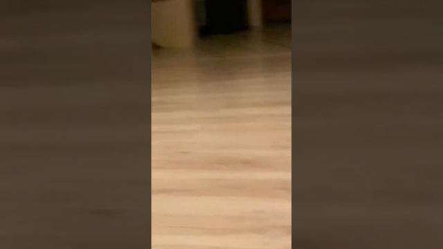 Про кошачью семью ? смотреть онлайн