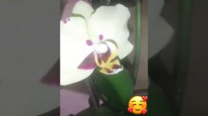 Сортова орхідея Фаленопсис Діп Секрет (Deep Secret)🌼