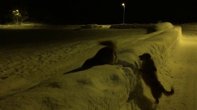 Hafslo, Norway; Nova Scotia Dog-Fun In The Dark Of Hafslo, Norway смотреть онлайн