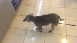 Мозжечковая атаксия