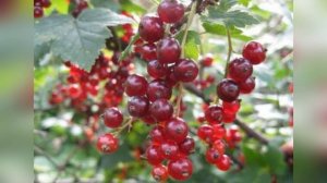 Смородина Мармеладница красная