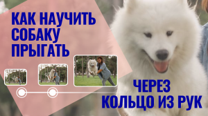 Как научить собаку прыгать в кольцо из рук | дрессировка собак