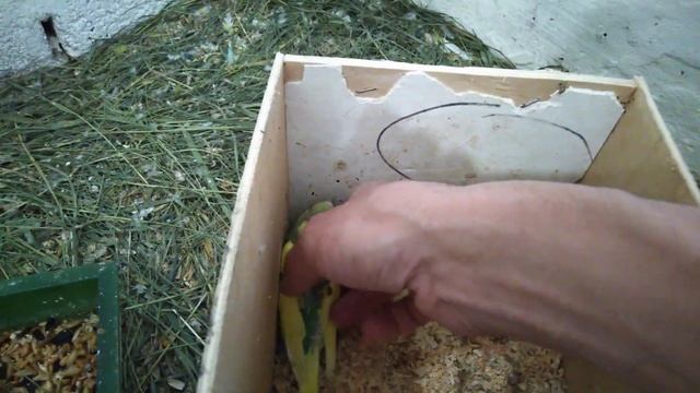 Самые живучие птенцы волнистого попугая,жизнь после выпадения из гнезда