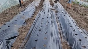 Бугры для клубники, два варианта пленка и агротекстиль.