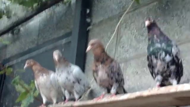 Мраморные бакинские голуби Ст.Отрадная смотреть онлайн