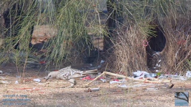 great bower bird - bower is not the nest it is the males plan to attract a female смотреть онлайн
