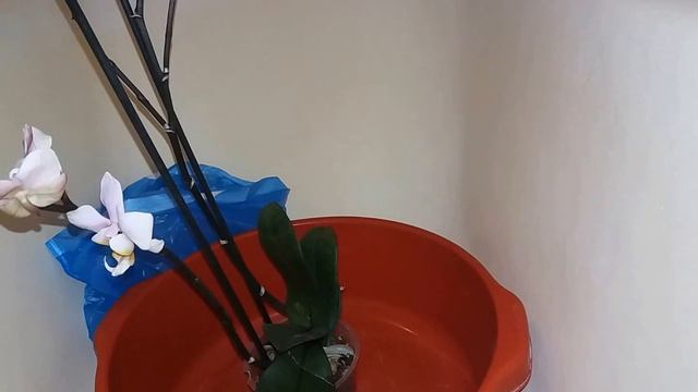 Обработка орхидеи от вредителей .Клещ, подуры, трипсы. смотреть онлайн