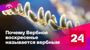 Почему Вербное воскресенье назвали вербным - Россия 24