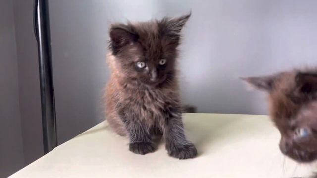 Котята Мейн-кун чёрные медвежата