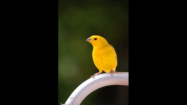 Пение канарейки . Певчий кенар.