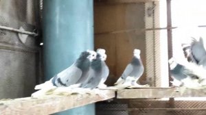 Коллекция голубей Северокавказские космачи г. Георгиевск. Александра Пашкова.