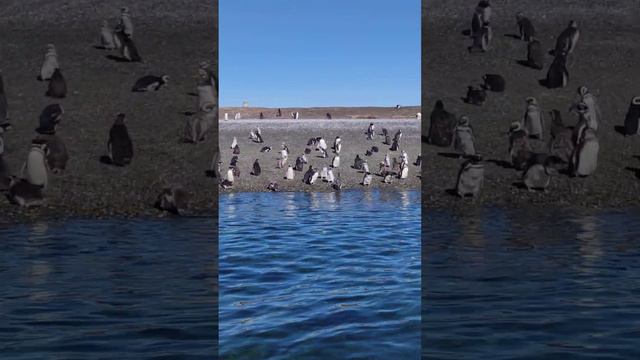 PINGUINOS, PENGUIN, EN EL CANAL DE BEAGLE, USHUAIA