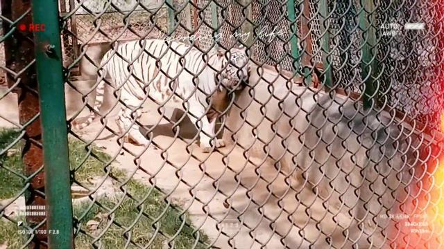 #White #Tiger #Animal White tiger || Lucknow Zoo || short video ||| смотреть онлайн
