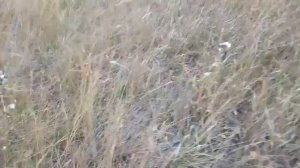 охота на барсука  установка КП 250 возле туалета на тропе