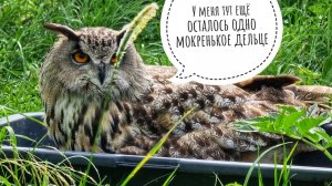 Не шутите с совой после бани - заломает и бросит в куст вместе с диваном, как того гуся!