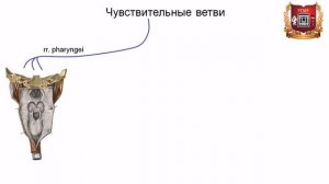 Языкоглоточный нерв