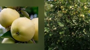 Яблоня Юнга! Наливные яблоки! Кедр-Сад
