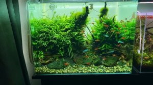 HOW TO TRIM AQUARIUM PLANTS LIKE A PRO!