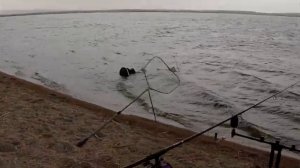 Ловля карпа осенью 2021! Озеро Тойганколь порадовал! Трофейный карп! Карпфишинг! carp fishing!!!