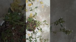 My Stevia plant  full of  flowering 2020 I Stevia  flower I Sugar Plant I Stevia Harvest I by Rnkha