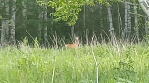 Разговор с лесным козлом