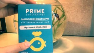 Как ухаживать за рыбкой петушком!