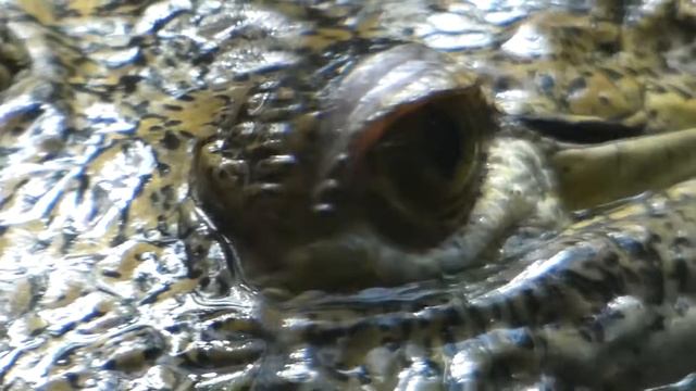 Gefährliches Krokodil Auge Dangerous Crocodile Croc