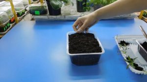 ФЛОКСЫ ОДНОЛЕТНИЕ ( ДРУММОНДА ) ВЫРАЩИВАНИЕ ИЗ СЕМЯН ! РАССАДА ОТ СЕМЯН ДО ЦВЕТОВ !