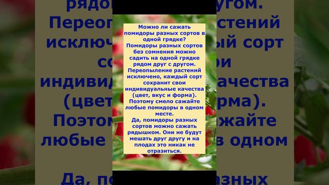 Можно ли сажать Помидоры разных сортов в одной грядке.