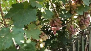Виноград КЕША на 16 августа. Почему опыление дома лучше.