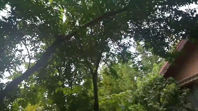 Grape picking in the garden | Vlog #19 смотреть онлайн