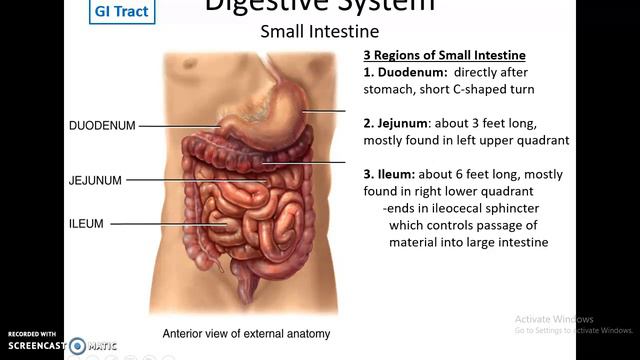 Human Anatomy Chapter 24: The Digestive System Part 2