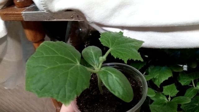 Развитие огуречной расады в домашних условиях смотреть онлайн