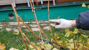 Обрезание ( обрезка) винограда осенью в Поволжье