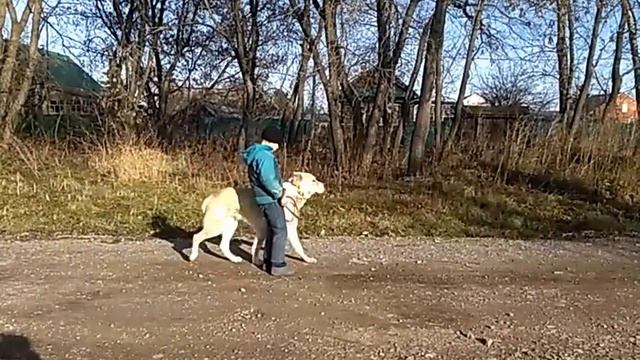 Средне-азиатская овчарка дрессировка и воспитание.