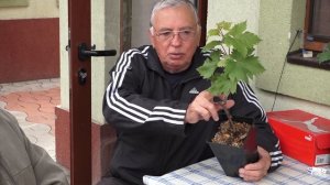 Люмин А.В. Настольная прививка винограда.