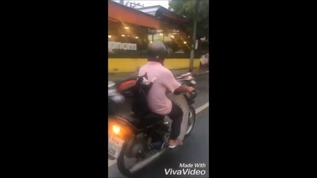 Перевозка кота на мотороллере. смотреть онлайн
