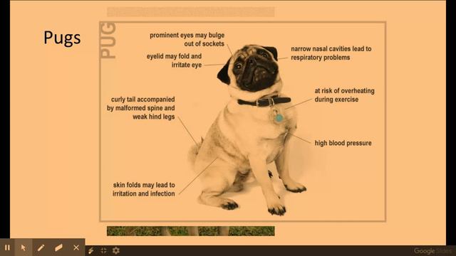 6.1.2. Patterns of inheritance h) Artificial selection and selective breeding смотреть онлайн