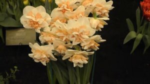 Narcissus "Delnashaugh" - Double Daffodil Flower Bulbs