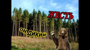 Дикий медведь  Жесть  Смотреть всем